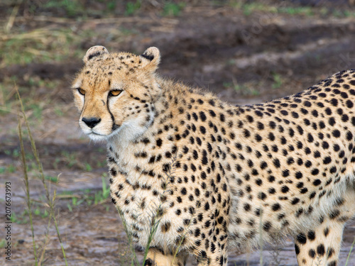 Photography Cheetah stands alert in muddy, grassy terrain