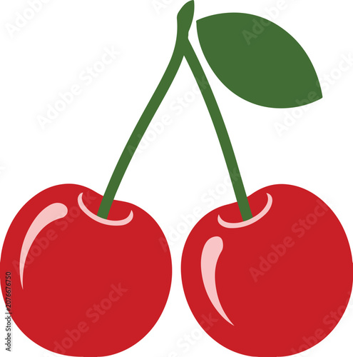 Fresh Sweet Cherry Harvest From Orchard Garden