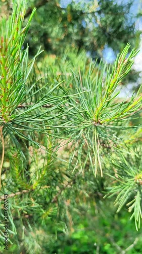 Fresh Green Pine Needles Closeup — Spring Conifer Branch Botanical Background for Films
