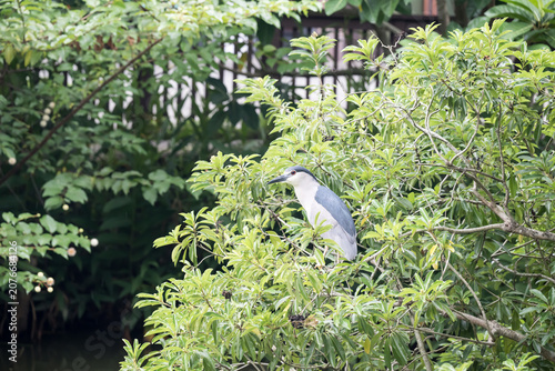 A Black-crowned Night Heron (Nycticorax nycticorax) on the tree.