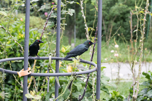 The Asian glossy starling (Aplonis panayensis) birds in garden.