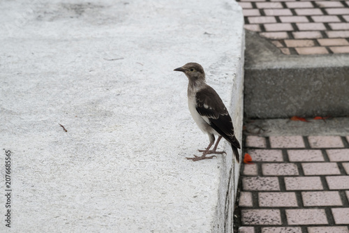 A black-collared starling bird.(Gracupica nigricollis)