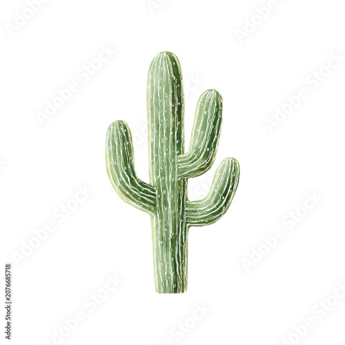 Saguaro cactus with arms standing upright.