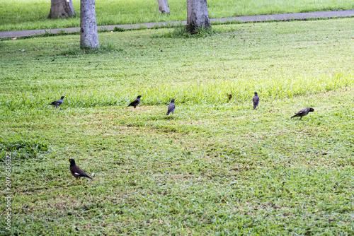Several Common Mynas (acridotheres tristis) on the grassland.