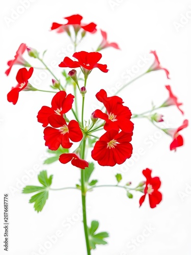 Geranium in bloom with vibrant red flowers on a crisp white background, geranium, isolated