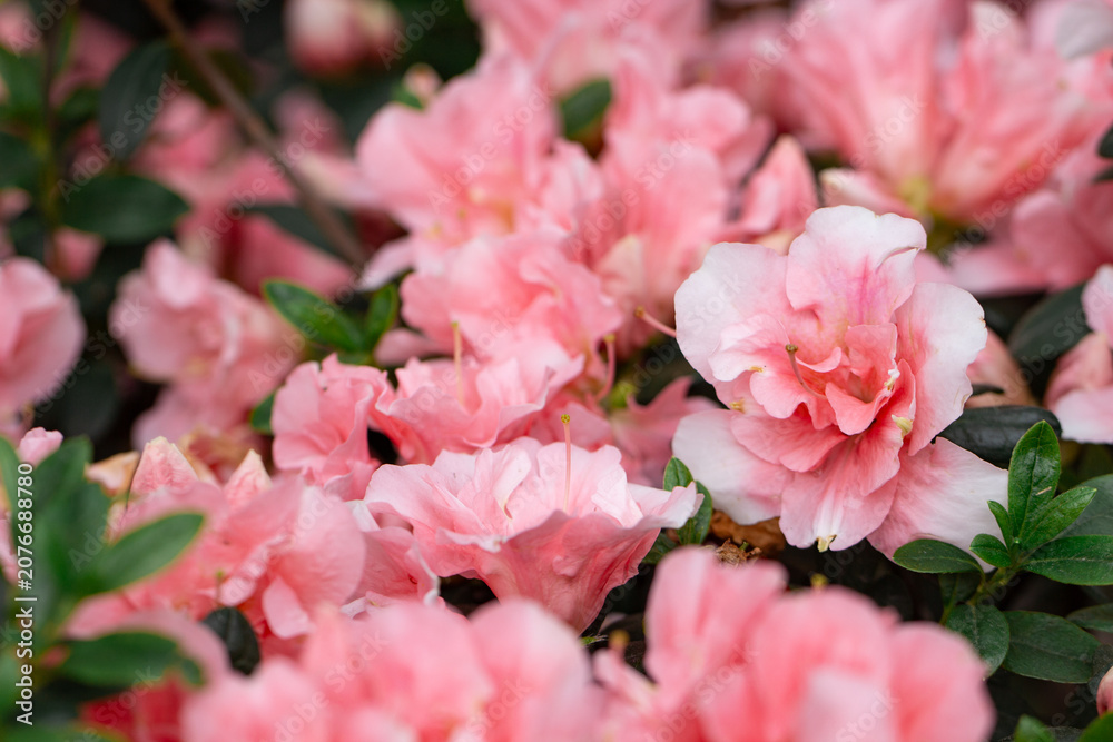 Fototapeta premium pink rhododendrons blooming in spring