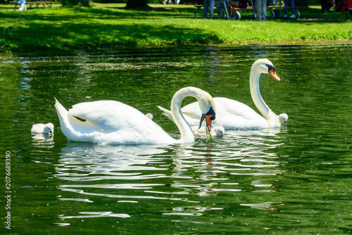 Schilderij op canvas Mute swan family with cygnets swimming together on a calm green pond in a park setting