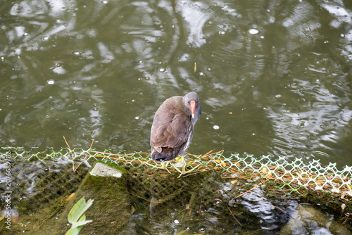 A common moorhen (gallinula chloropus) behind the pond.