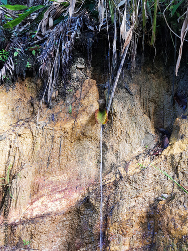 Canvas-taulu ​A natural spring water stream flowing through  leaf, acting as a makeshift spout against a textured rocky hillside in a tropical environment