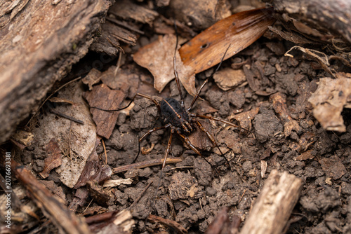 Fotografie Harvestman Arachnid Walking on Forest Floor Macro Close-Up