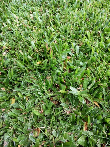 Detalhe de gramado saudável e com bom aspeto, rega e tratamento nutricional muito importante.  