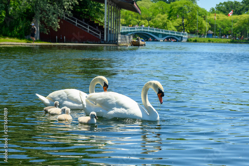 Foto Swan family with cygnets swimming on a park pond near a grandstand and ornamental bridge on a sunny day