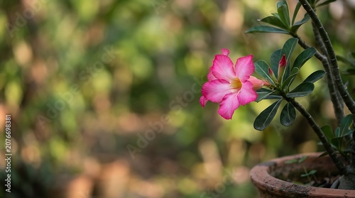 Vibrant pink desert rose blooming in a clay pot outdoors