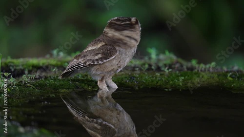 Collared Scops Owl Little baby Owl on ground cute furry Come and drink water in a small pond.