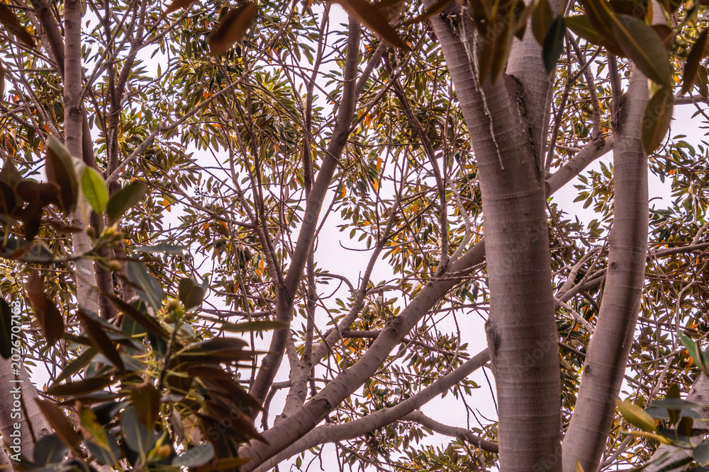 Fototapeta premium Carissa macrocarpa pertenece a la familia Apocynaceae.