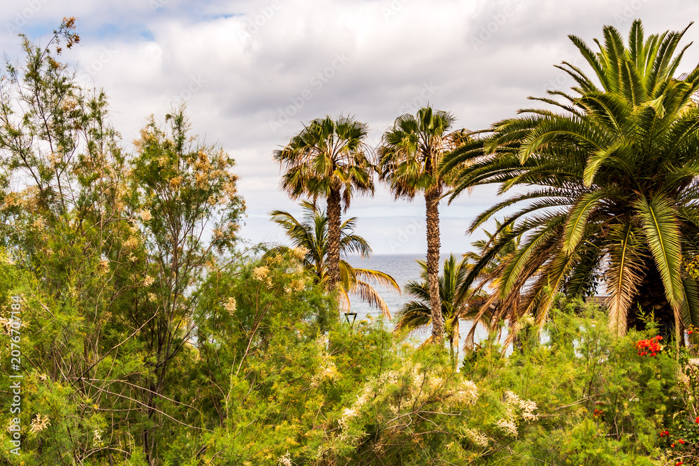 Fototapeta premium Paisaje en el municipio de Puerto de la Cruz, isla de Tenerife.