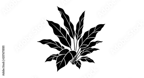 Photos Minimalist black silhouette of a tropical plant with elongated leaves on a white