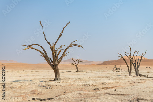 Tableau sur toile Dessicated trees at Deadvlei - Sossusvlei Sesriem in the Namib desert, Namibia,