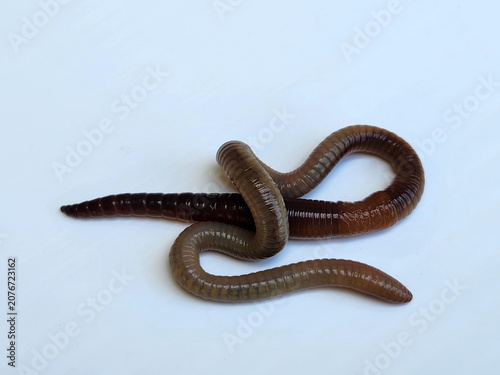 Earthworm. An adult earthworm on a white background