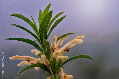 lily of the valley