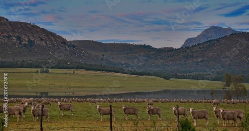 Inquisitive Dohne Merino Sheep in the Langkloof Valley