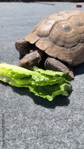 A desert tortoise eating lettuce.