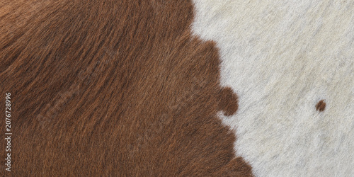 Obraz na płótnie Cowhide texture with brown and white markings a close up photo cow skin cattle h