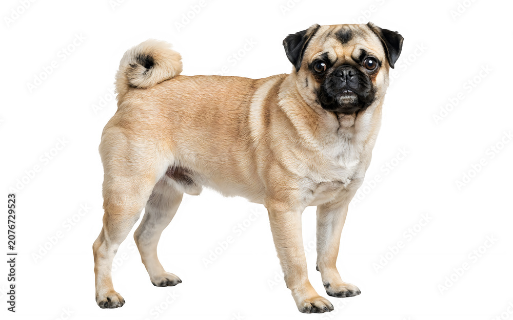Obraz premium Cute pug dog standing and looking to the side with happy face isolated on transparent background