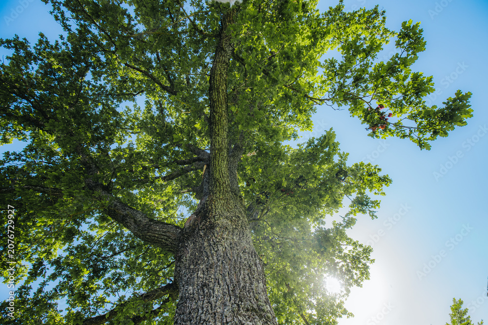 Fototapeta premium Tall deciduous tree with lush green leaves viewed from below against a clear blue sky, sunlight filtering through the branches creating a natural canopy effect
