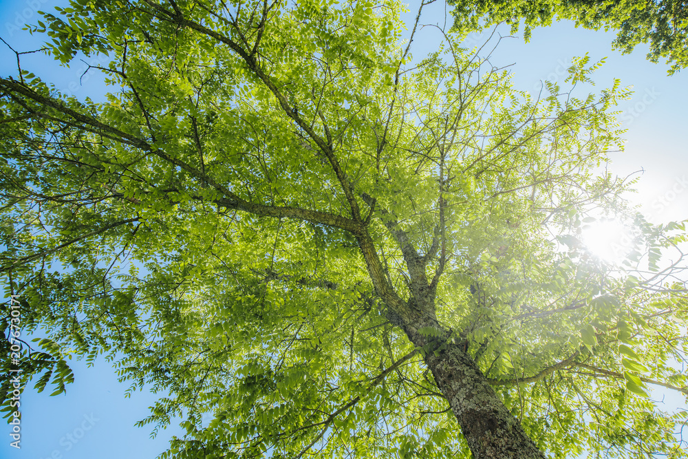 Fototapeta premium Low-angle view of a tall green tree with bright leaves against a clear blue sky and sunlight filtering through the foliage, creating a vibrant natural scene