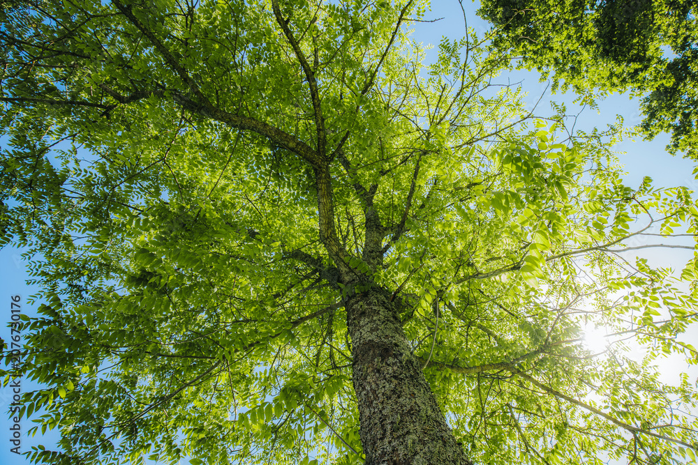 Fototapeta premium Tall green tree with lush foliage viewed from below against a bright blue sky, sunlight filtering through the leaves creating a vibrant natural scene
