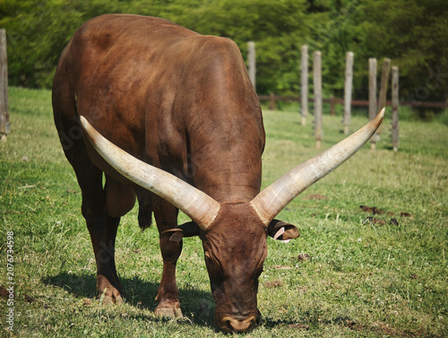 Majestic Ankole-Watusi Bull Grazing in a Green Pasture