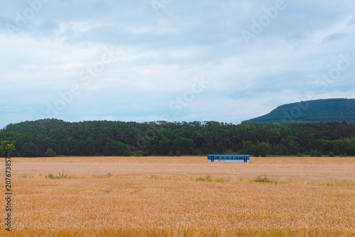 Bohemian Central Highlands, Czech Republic: blue passenger tour bus on distant highway road past vast golden wheat field and green forest tree line.
