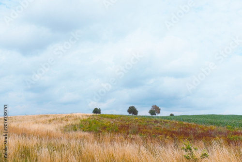 Germany: minimalist rural landscape featuring three lone trees on horizon of golden agricultural grain field under dramatic overcast cloudy sky.