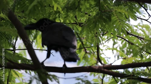 Black Crow Perched on a Tree Branch