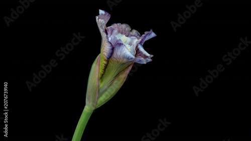 Time lapse of iris flower opening. Spring flower iris blooming on black background.	