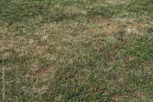 The grass has started to dry out. Insufficient irrigation and dry season.