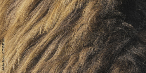 Foto Lion mane fur texture close up photo with golden brown and dark shades animal wi