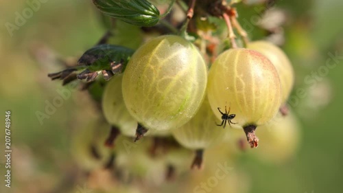 A small spider crawling across ripe green and yellow gooseberries hanging on a branch swaying gently in the wind outdoors with blurred green background