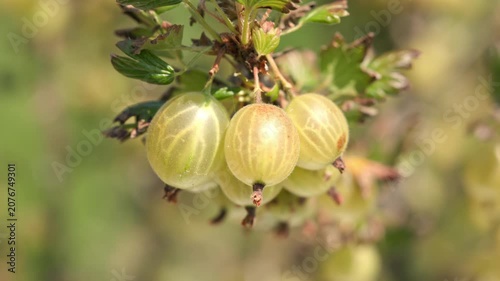 Ripe plump yellow and green gooseberries hanging on a thorny branch swaying gently outdoors with blurred green background