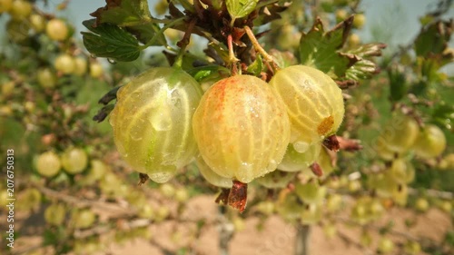 Showing succulent wet yellow and green gooseberries hanging and swaying on a thorny bush branch outdoors