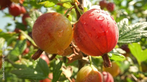 Succulent red and pink gooseberries hanging on thorny branches swaying gently revealing water droplets gleaming under bright sunlight against a blurred nature background