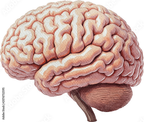 Fotografía 3d rendered illustration of human brain