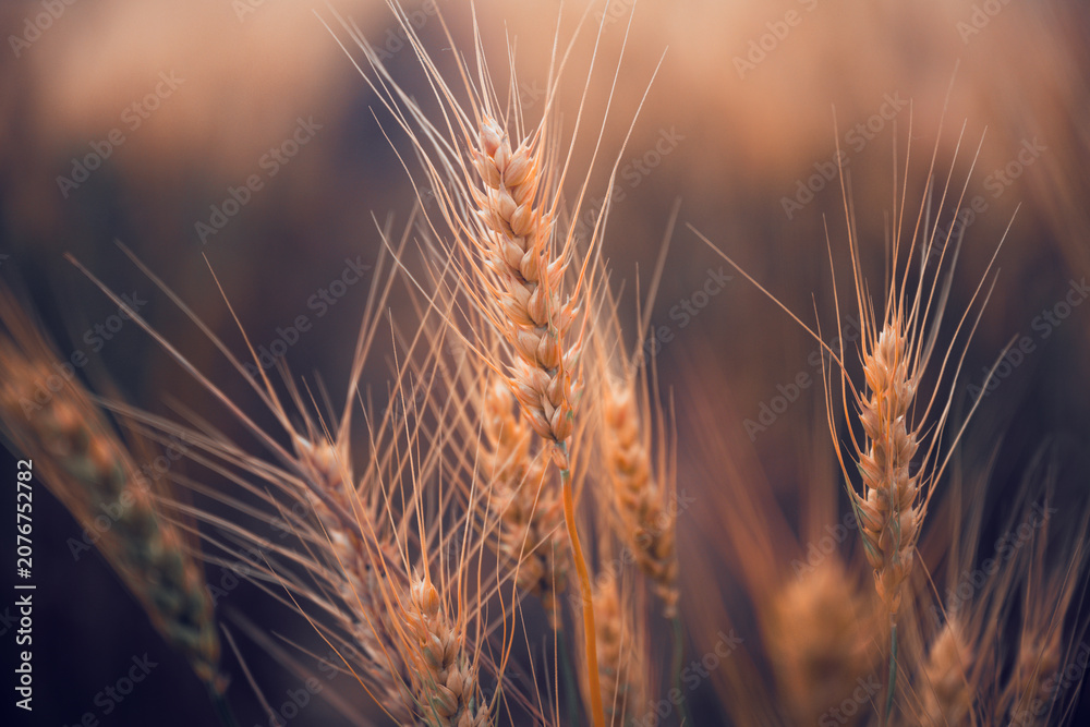 Obraz premium Golden wheat ears captured close-up in a sunlit field, showing ripe grain, delicate awns and warm bokeh; evokes harvest, rural agriculture, natural texture and seasonal abundance.