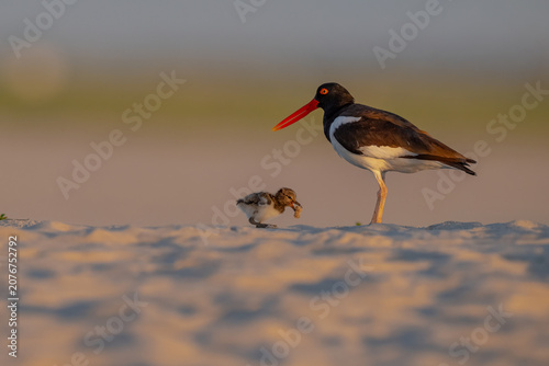 Bild auf Leinwand Adult American Oystercatcher standing beside its chick on a sandy beach at sunrise