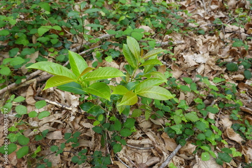 Cherry laurel seedling growing creating new life in woodland