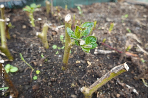 Propagating plant cuttings growing new leaves in soil