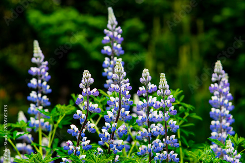 Photos Blooming blue lupine flowers in lush green forest during summer