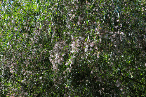 Cuadro en lienzo Dense green crown of a riverside willow is abundantly covered with fluffy white seeds in midsummer