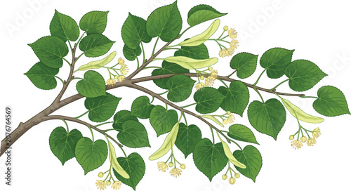 Fotografie Detailed botanical illustration of a Linden tree branch Tilia cordata with green